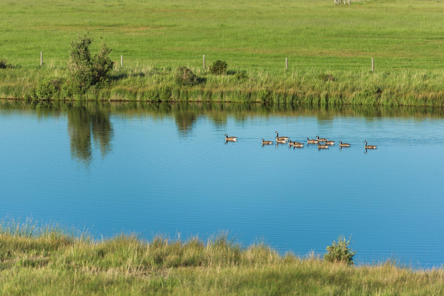 Waterfowl on the pond